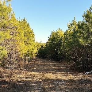 Photo #9 of Off Optimist Rd., Sussex, VA 244.4 acres