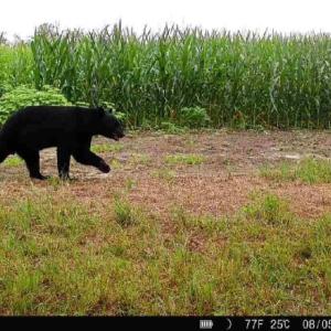 Photo #28 of Off Optimist Rd., Sussex, VA 244.4 acres