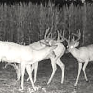 Photo #38 of Off Optimist Rd., Sussex, VA 244.4 acres