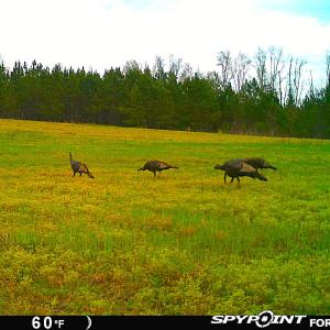 Photo #39 of Off Optimist Rd., Sussex, VA 244.4 acres