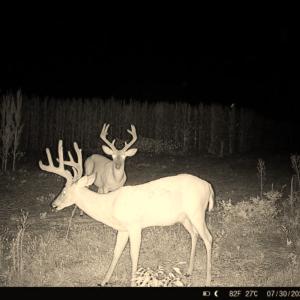 Photo #41 of Off Optimist Rd., Sussex, VA 244.4 acres