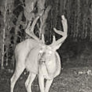 Photo #43 of Off Optimist Rd., Sussex, VA 244.4 acres