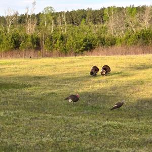 Photo #45 of Off Optimist Rd., Sussex, VA 244.4 acres