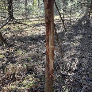 Photo #7 of Off Playmore Beach Road, Morganton, NC 22.6 acres