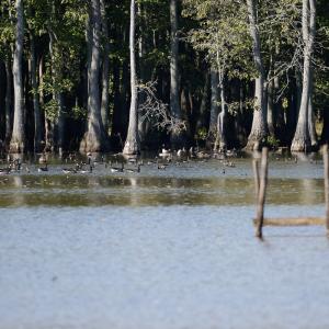 Photo #10 of SOLD property in Off Hwy 301, Halifax, NC 1,057.0 acres