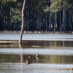 Photo #11 of SOLD property in Off Hwy 301, Halifax, NC 1,057.0 acres