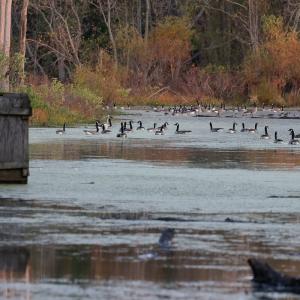 Photo #7 of SOLD property in Off Hwy 301, Halifax, NC 1,057.0 acres