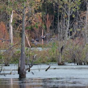 Photo #8 of SOLD property in Off Hwy 301, Halifax, NC 1,057.0 acres
