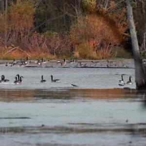 Photo #9 of SOLD property in Off Hwy 301, Halifax, NC 1,057.0 acres