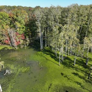 Photo #26 of SOLD property in Off Hwy 301, Halifax, NC 1,057.0 acres