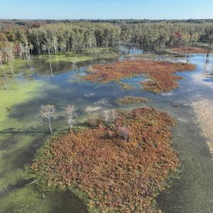 Photo #38 of SOLD property in Off Hwy 301, Halifax, NC 1,057.0 acres