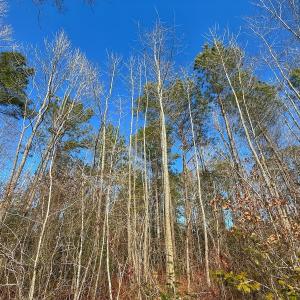 Photo #44 of SOLD property in 1520 Woodyard Rd, Rieglewood, NC 8.9 acres