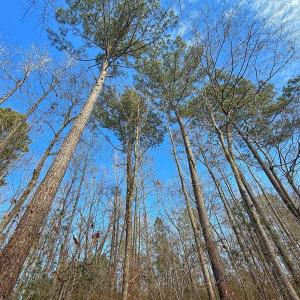 Photo #46 of SOLD property in 1520 Woodyard Rd, Rieglewood, NC 8.9 acres