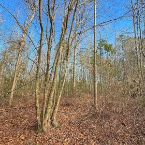 Photo #47 of SOLD property in 1520 Woodyard Rd, Rieglewood, NC 8.9 acres