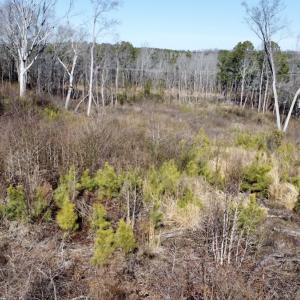 Photo #13 of SOLD property in US 421 S, Erwin, NC 3.4 acres