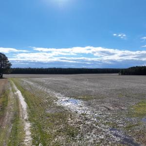 Photo #1 of Off Daniels Rd, Corapeake, NC 82.4 acres