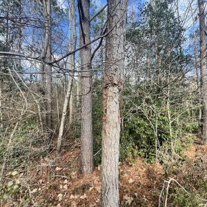Photo #12 of Off Daniels Rd, Corapeake, NC 82.4 acres