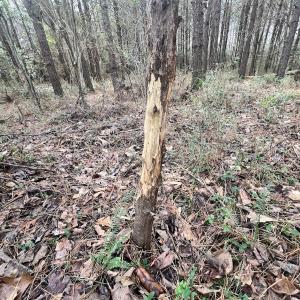 Photo #4 of Off Daniels Rd, Corapeake, NC 82.4 acres