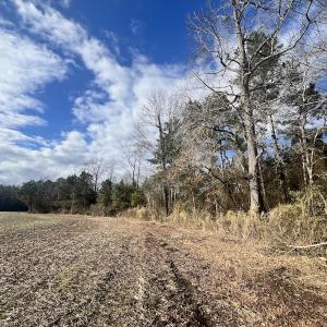 Photo #7 of Off Daniels Rd, Corapeake, NC 82.4 acres
