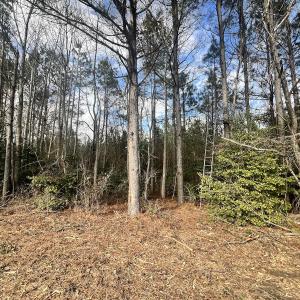 Photo #9 of Off Daniels Rd, Corapeake, NC 82.4 acres