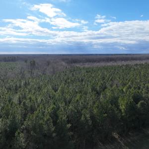 Photo #31 of Off Daniels Rd, Corapeake, NC 82.4 acres