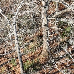 Photo #35 of Off Daniels Rd, Corapeake, NC 82.4 acres