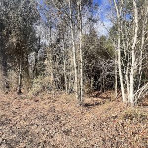 Photo #38 of Off Daniels Rd, Corapeake, NC 82.4 acres