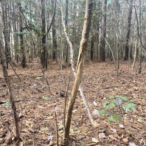 Photo #41 of Off Daniels Rd, Corapeake, NC 82.4 acres