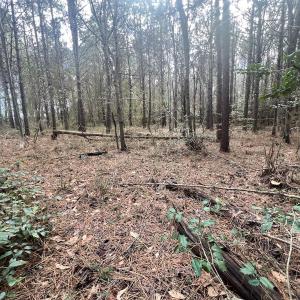Photo #42 of Off Daniels Rd, Corapeake, NC 82.4 acres