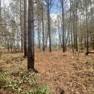 Photo #43 of Off Daniels Rd, Corapeake, NC 82.4 acres