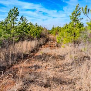 Photo #16 of Off Hicks Rd., Broadway, NC 31.1 acres