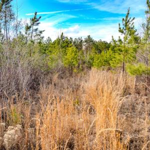 Photo #21 of Off Hicks Rd., Broadway, NC 31.1 acres