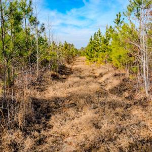Photo #24 of Off Hicks Rd., Broadway, NC 31.1 acres