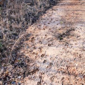 Photo #9 of Off Hicks Rd., Broadway, NC 31.1 acres