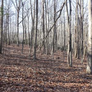 Photo #14 of Off Starmount Lane , Galax, VA 9.0 acres