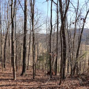 Photo #16 of Off Starmount Lane , Galax, VA 9.0 acres