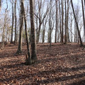 Photo #21 of Off Starmount Lane , Galax, VA 9.0 acres