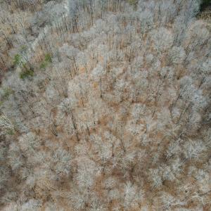 Photo #7 of Off Water Oak Road , Callands, VA 7.9 acres