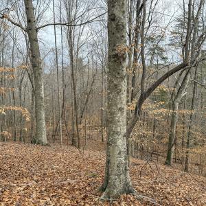 Photo #21 of Off Water Oak Road , Callands, VA 7.9 acres