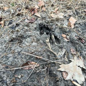 Photo #59 of 330 Ellis Stewart Ln, Cameron, NC 193.0 acres