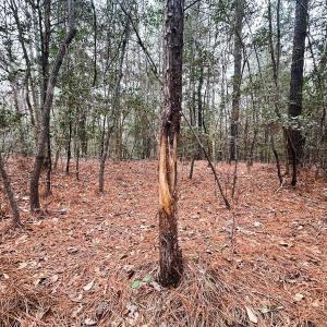 Photo #65 of 330 Ellis Stewart Ln, Cameron, NC 193.0 acres