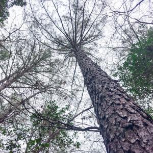 Photo #69 of 330 Ellis Stewart Ln, Cameron, NC 193.0 acres