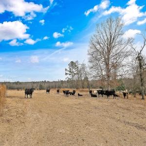 Photo #78 of 330 Ellis Stewart Ln, Cameron, NC 193.0 acres
