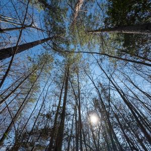 Photo #13 of Lot-2, Off Campbell Road, Bear Creek, NC 13.3 acres