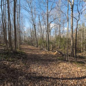 Photo #14 of Lot-2, Off Campbell Road, Bear Creek, NC 13.3 acres