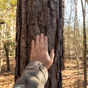 Photo #17 of Lot-2, Off Campbell Road, Bear Creek, NC 13.3 acres