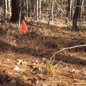 Photo #20 of Lot-2, Off Campbell Road, Bear Creek, NC 13.3 acres