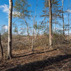 Photo #23 of Lot-2, Off Campbell Road, Bear Creek, NC 13.3 acres