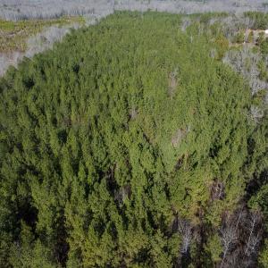 Photo #24 of Lot-2, Off Campbell Road, Bear Creek, NC 13.3 acres