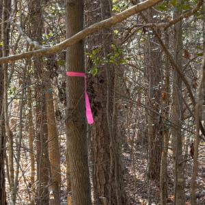 Photo #28 of Lot-2, Off Campbell Road, Bear Creek, NC 13.3 acres
